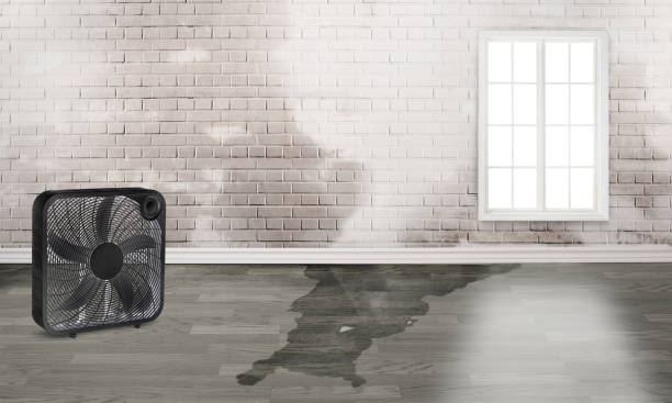 Best Basement water damage restoration  in Penbrook, PA